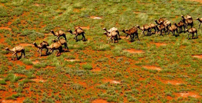 Çok su içtikleri gerekçesiyle 10 bin deve öldürülecek