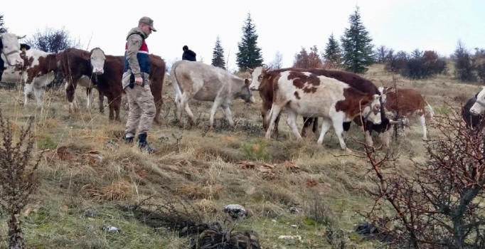 Kayıp inekler jandarma tarafından 7 kilometre uzakta bulundu