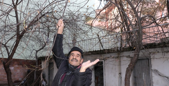 Malatya’da erik ağacı kış ortasında meyve verdi