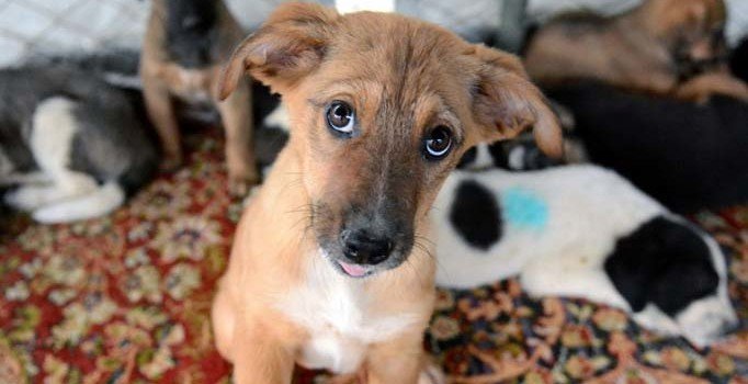 'Hayvan Haklarını Koruma Kanunu' teklifi ocak ayında Meclis'te