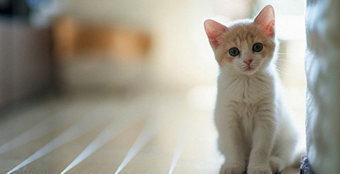 Rüyada beyaz kedi görmek