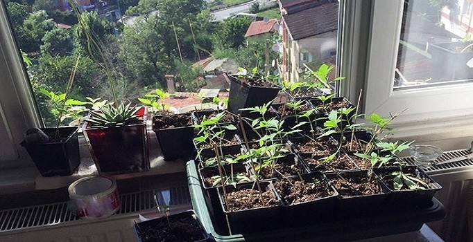 İstanbul'da Sarıyer''de 114 kök hint keneviri ele geçirildi