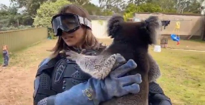 Sunucuya koalayı 'vahşi ayı' diye tanıttılar