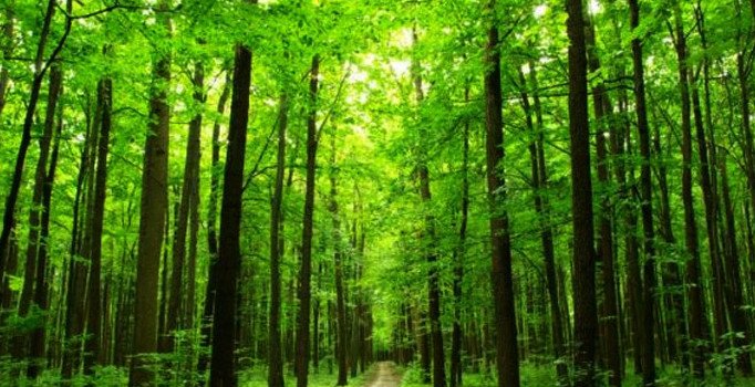 Rüyada orman görmek ne anlama geliyor? Rüyada orman görmenin yorumu