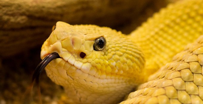 Rüyada sarı yılan görmek ne anlama geliyor? Rüyada sarı yılan görmenin