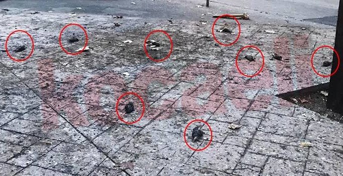 İstanbul'da esrarengiz kuş ölümleri