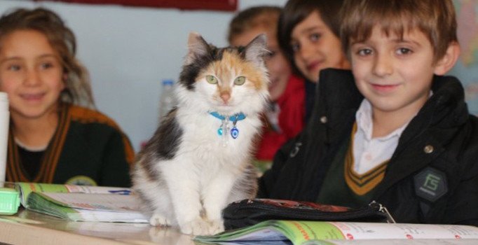 Müdürün sahiplendiği sokak kedisi okulun maskotu oldu