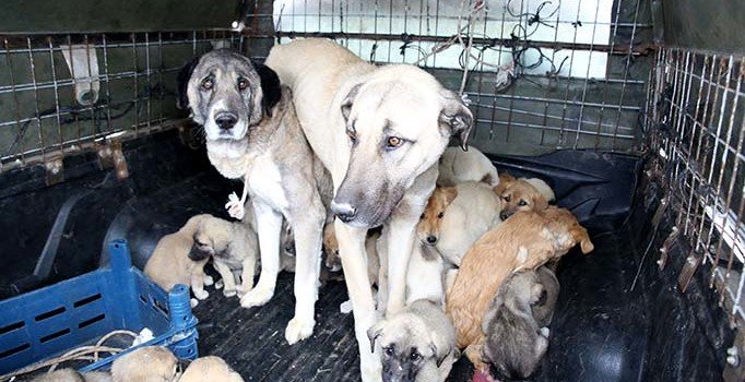 Soğukta ölüme terk edilen 26'sı yavru 28 köpeğe belediye sahip çıktı