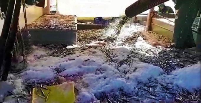 Karadeniz ve Marmara'ya açılan balıkçı teknesi 3 bin kasa hamsi yakaladı