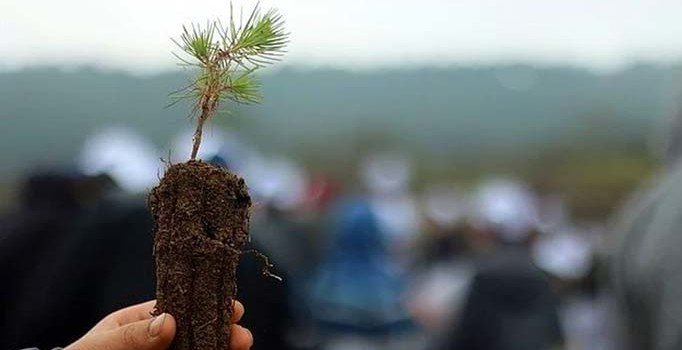 Bakanlıktan '11 milyon fidanın yüzde 90'ı kurudu' iddialarına yalanlama