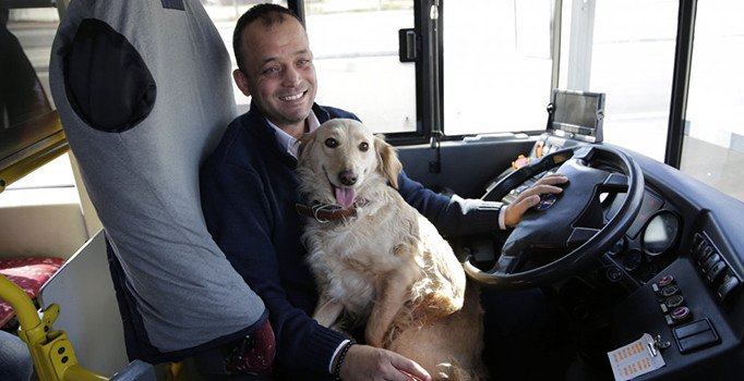 Üşüyüp otobüse binen köpek yolcularla şehir turu attı