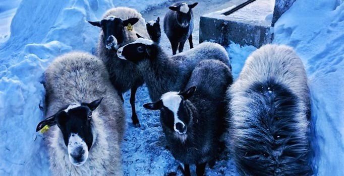 Ukrayna'dan getirilen Romanov koyunları Giresun'a uyum sağladı