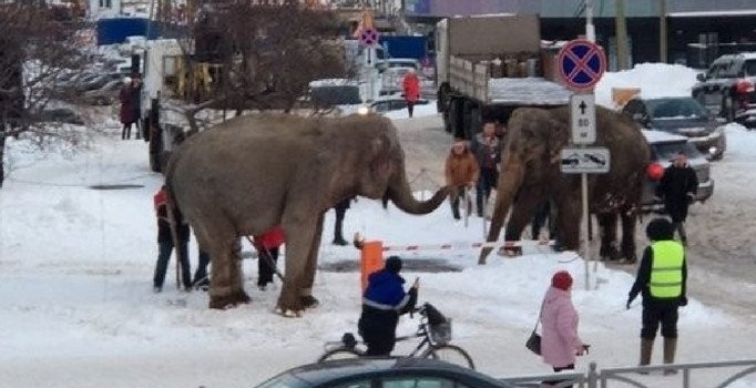 Sirkten kaçan filler ortalığı karıştırdı