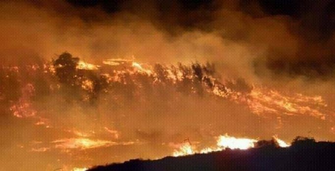 Adana'da orman yangını