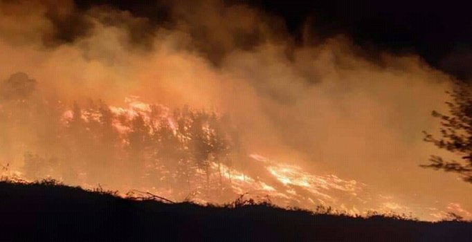 Adana'da 20 hektar alan kül oldu