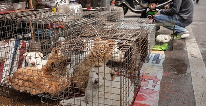 Koronavirüs dünyaya bu pazardan yayıldı! Yemedikleri canlı yok