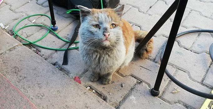 Depremzede hayvanlar ücretsiz tedavi edilecek