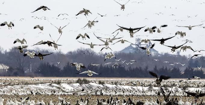 İran'da 6 bin göçmen kuş öldü