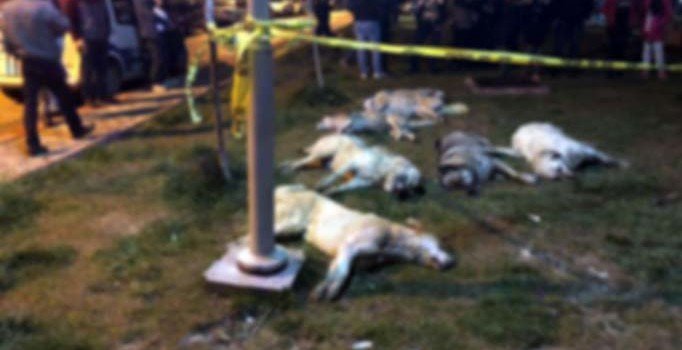 Son dakika! Ankara'da köpekleri zehirleyen 3 kişiye 10'ar yıl hapis cezasıı