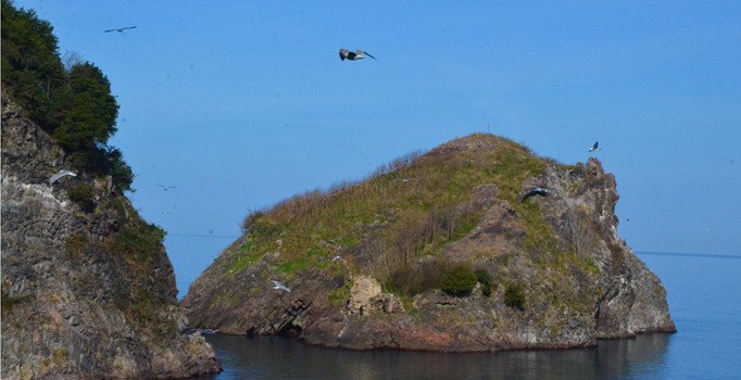 Kuşların Ordu'daki yaşam alanı: Hoynat Adası