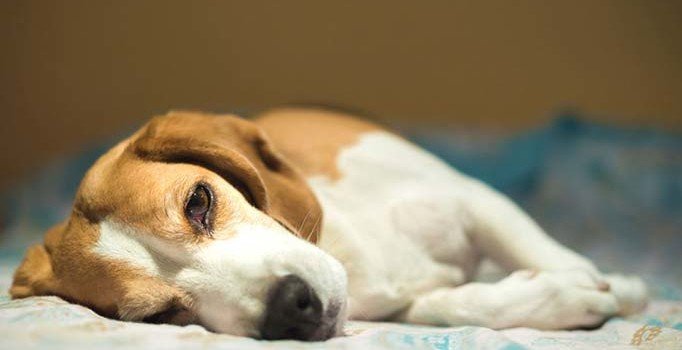 Hayvanlara işkence yapanlara cezalar artacak