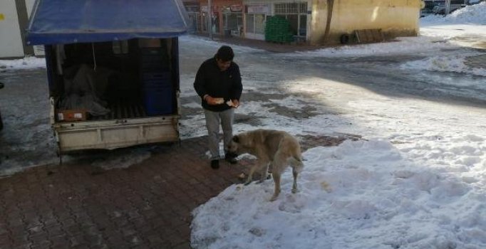 Kamyonetten gizlice ekmek alan sokak köpeği kameraya yakalandı