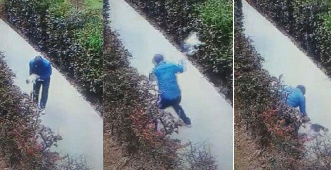 Kediyi yerden yere vuran caninin görüntüleri kamerada