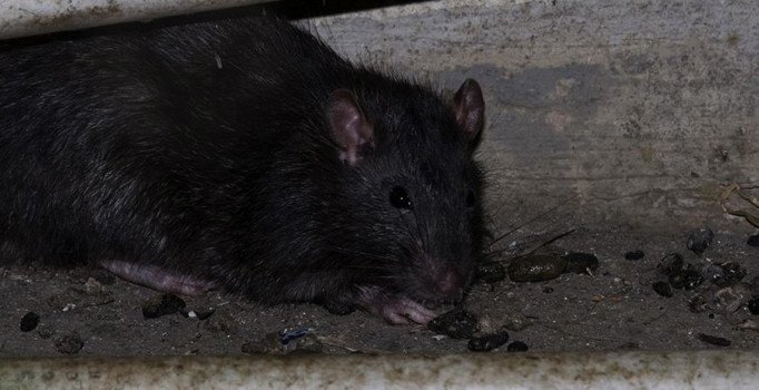 Nijerya'da görülen lassa ateşi nedir? Lassa ateşi belirtileri