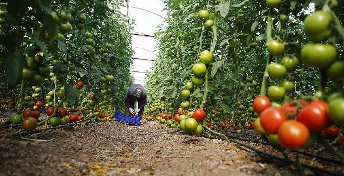 Son dakika! Gıdaya dijital izleme sistemi geliyor