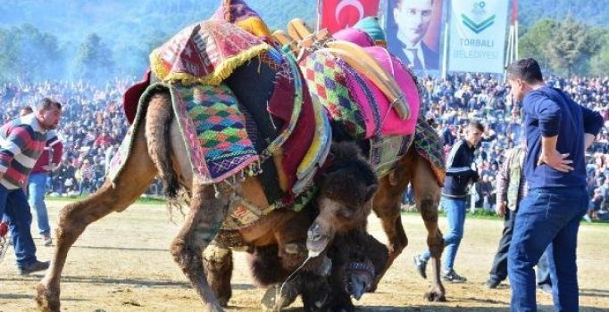 İzmir'de deve güreşlerini 30 bin kişi izledi