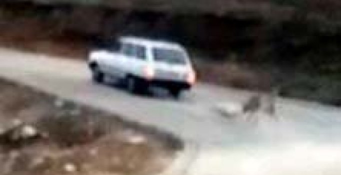 Köpeği otomobile bağlayıp sürüklemenin cezası 842 lira!