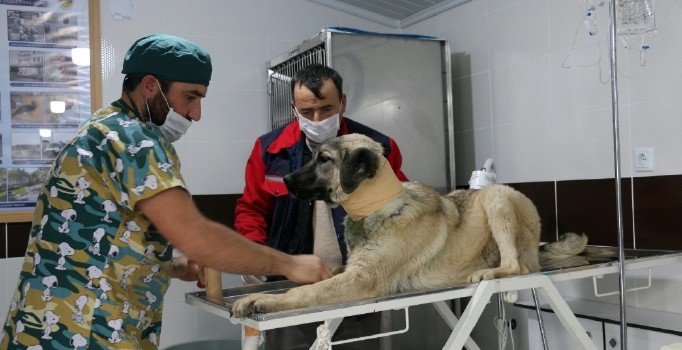 Yavruyken takılan tasma talihsiz köpeğin boğazını kesti