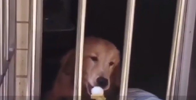 Coronavirüs hayvanları da vurdu: Ya telef oluyorlar ya da...