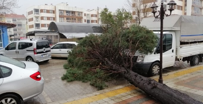 Çanakkale’de fırtına çam ağacını devirdi, 2 araç hasar gördü