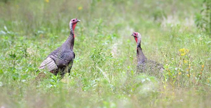 Rüyada hindi görmek nasıl yorumlanır? Rüyada hindi görmenin tabiri