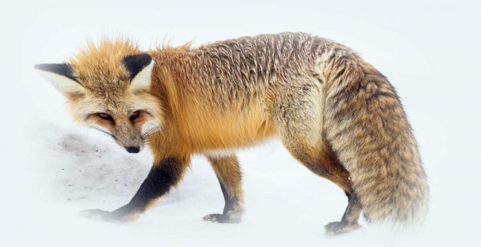Rüyada tilki görmek ne anlama geliyor? Rüyada tilki görmenin tabiri ve yorumu