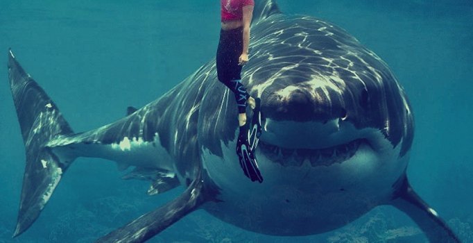 Rüyada köpekbalığı görmenin tabiri ve yorumu | Rüyada köpekbalığı