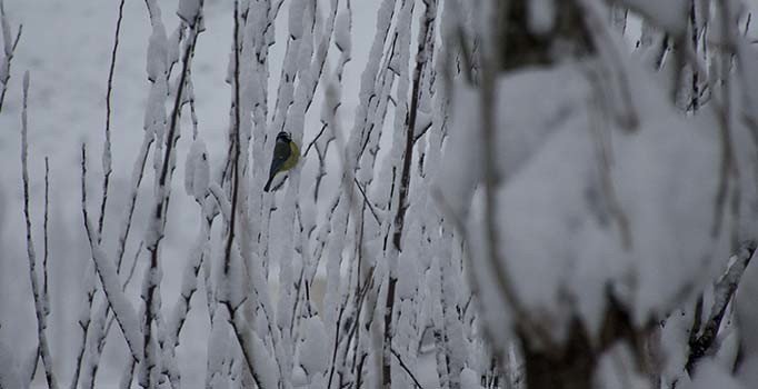 Şırnak'ta eğitime kar engeli