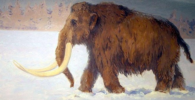 Mamutlar “akraba evliliği” yüzünden ölmüş