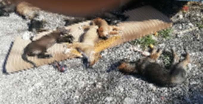 İzmir'de 9 köpek ve 3 kedi zehirli etle öldürüldü
