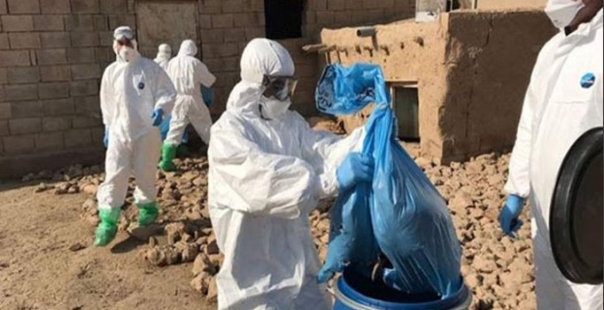 Rusya'da Afrika domuz vebası alarmı