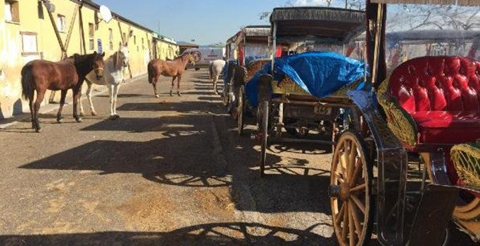 Adalar'da atları satın alma işlemi başladı