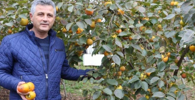 İsmi Trabzon hurması ama en çok başka yerlerde üretiliyor