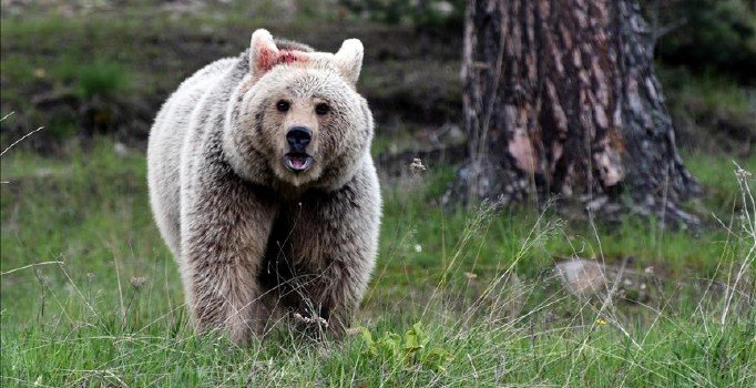 Hindistan'da ayı saldırısı! 2 kişi öldü