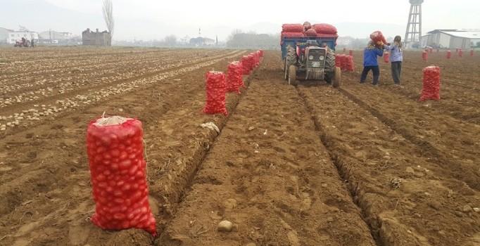 Adana’da dondu, Ödemişli üretici patatese yöneldi