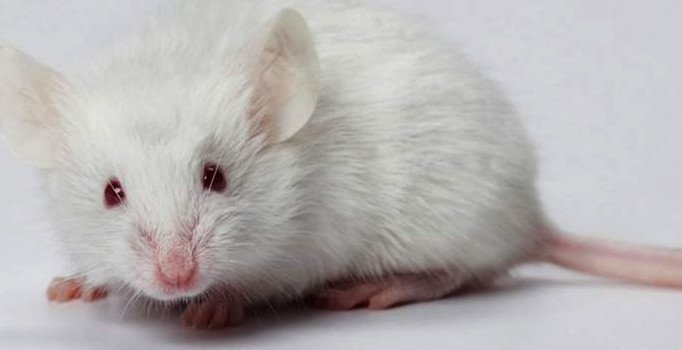 Rüyada beyaz fare görmenin tabiri ve yorumu | Rüyada beyaz fare görmek