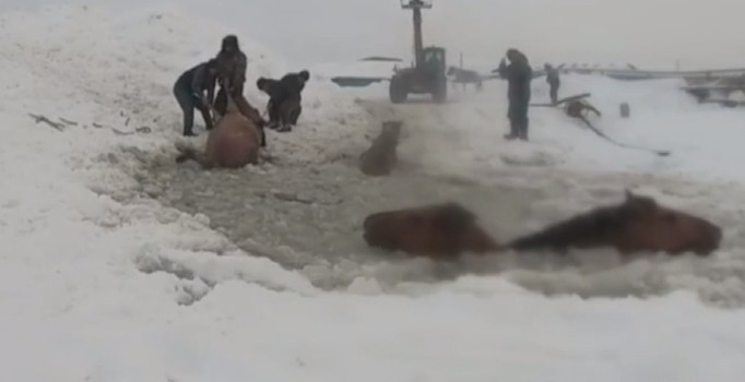 Buz kırılınca 7 at suya düştü