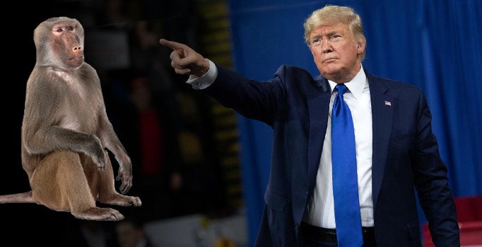 Hindistan'da Trump'ın ziyareti sırasında maymun saldırısından endişe ediliyor