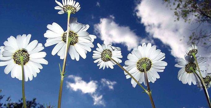 İlk cemre havaya düştü