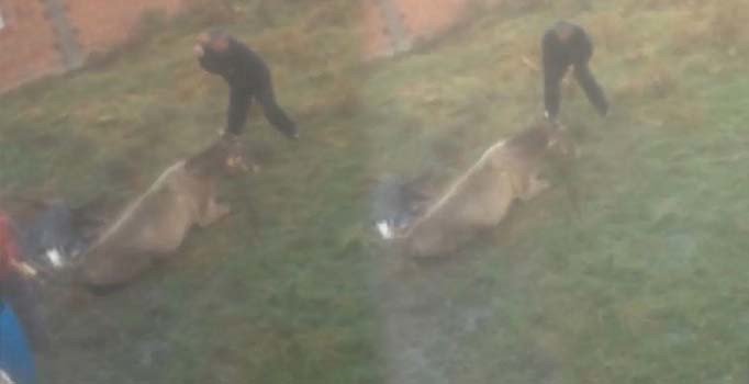 Büyükbaş hayvanına işkence ettikten sonra keserek öldürdü